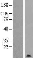 LYRM2 Human Over-expression Lysate