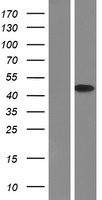 IKB alpha (NFKBIA) Human Over-expression Lysate