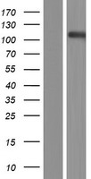 EPHA8 Human Over-expression Lysate