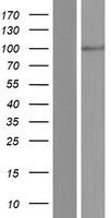 ATP6V0A4 Human Over-expression Lysate