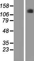 PLEKHG5 Human Over-expression Lysate