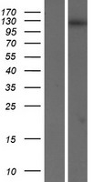 RET Human Over-expression Lysate