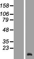 TCL6 Human Over-expression Lysate