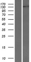 INTS2 Human Over-expression Lysate