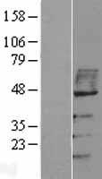 MAVS Human Over-expression Lysate