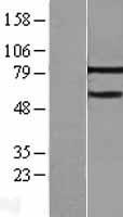 MTA3 Human Over-expression Lysate