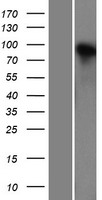 Neuroligin 4 (NLGN4X) Human Over-expression Lysate