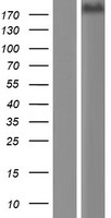 KIDINS220 Human Over-expression Lysate