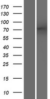 ODF2L Human Over-expression Lysate