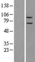 NLN Human Over-expression Lysate