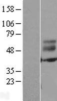 ERMN Human Over-expression Lysate