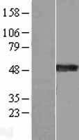 Synaptotagmin 4 (SYT4) Human Over-expression Lysate