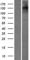 WDR35 Human Over-expression Lysate