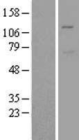 MIB1 Human Over-expression Lysate