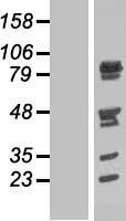 NUFIP2 Human Over-expression Lysate