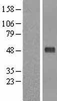 Pellino 1 (PELI1) Human Over-expression Lysate