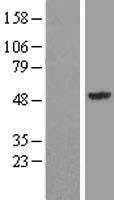 SYT13 Human Over-expression Lysate