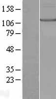 KIF17 Human Over-expression Lysate