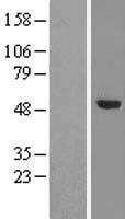 TRMT5 Human Over-expression Lysate