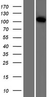 VPS18 Human Over-expression Lysate