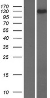 RELCH Human Over-expression Lysate