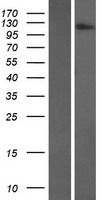 FNIP2 Human Over-expression Lysate