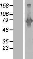 BEGAIN Human Over-expression Lysate