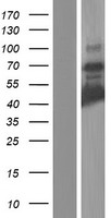 HOMEZ Human Over-expression Lysate