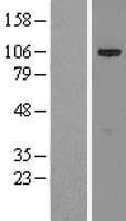 p90 Autoantigen (KIAA1524) Human Over-expression Lysate