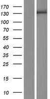 ZSWIM5 Human Over-expression Lysate