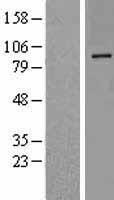 DPP10 Human Over-expression Lysate