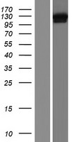DHX36 Human Over-expression Lysate