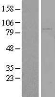 KIAA1586 Human Over-expression Lysate