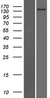 CACHD1 Human Over-expression Lysate