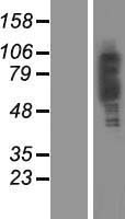 PLEKHA4 Human Over-expression Lysate