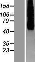HHATL Human Over-expression Lysate