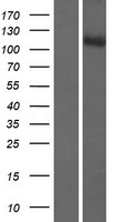 STRIP2 Human Over-expression Lysate