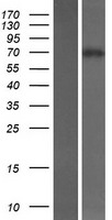KLHL14 Human Over-expression Lysate