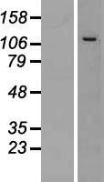 CWC22 Human Over-expression Lysate