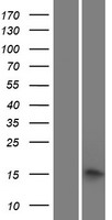 PRX Human Over-expression Lysate