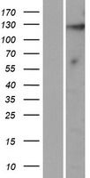KIAA1614 Human Over-expression Lysate