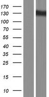 RET Human Over-expression Lysate