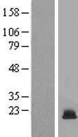 H3FI (HIST1H3F) Human Over-expression Lysate