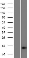 H2AC7 Human Over-expression Lysate