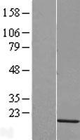 HIST1H2AK (HIST1H2AG) Human Over-expression Lysate