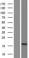 H2BC11 Human Over-expression Lysate