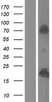H2AC8 Human Over-expression Lysate