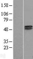 MAGEA10 Human Over-expression Lysate