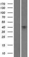Lefty (LEFTY1) Human Over-expression Lysate