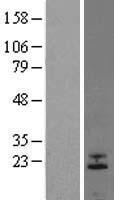 FGF6 Human Over-expression Lysate